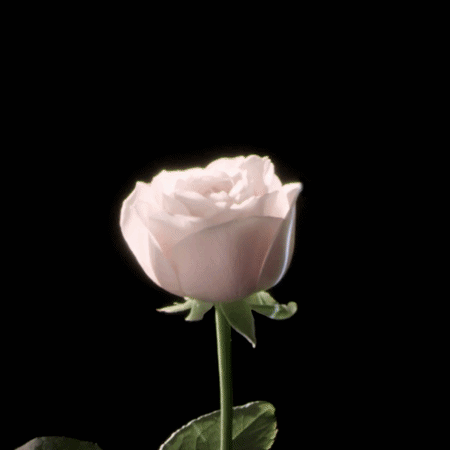 Dior - Science Florale
